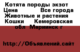 Котята породы экзот › Цена ­ 7 000 - Все города Животные и растения » Кошки   . Кемеровская обл.,Мариинск г.